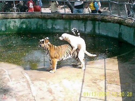 Dog Humping Tiger