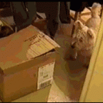 Cat Scares Dog Hiding In Box