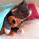 Cute Cat Hugs Teddy Bear