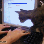 Cat Vs. Computer Monitor