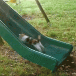 Cat Running on Slide
