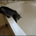 Cat Vs. Bathtub