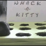 Whack a Kitty