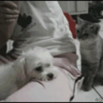 Lap Dog vs. Cat