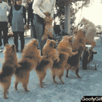 Dog Conga Line