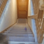 Dog Goes Downstairs