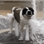 Dog Fountain Love