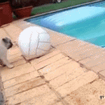 Puppy vs. Ball