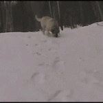 Dog Slides Down Snow