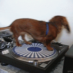 Dog Spins on Record Player