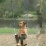 Dog Swing