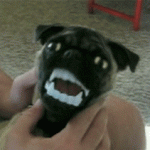 Dog With Vampire Teeth