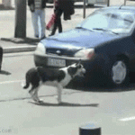 Dog vs. Car