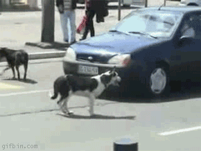 Top 40 Best Animated Dog Gifs - Page 2 - Bro J Simpson
