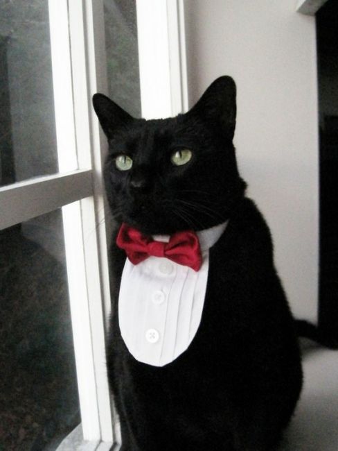 Top 10 Best Cats With Bow Ties Pictures - Bro J Simpson