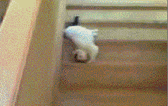 cat-sliding-down-stairs.gif