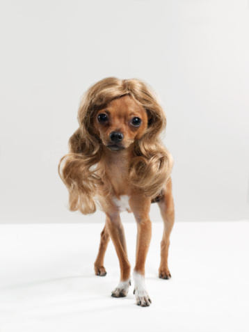 pretty-dog-wig Clarifying Straightforward Pay Someone To Do My Assignment Systems