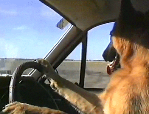dog-driving.gif