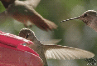 hummingbird-bastard