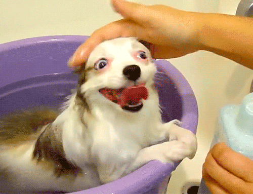 Bark J Loves Baths